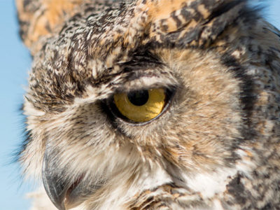 Owly