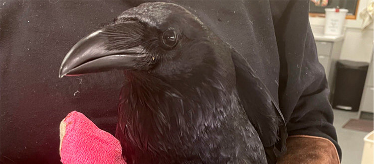 First Corvid Patient