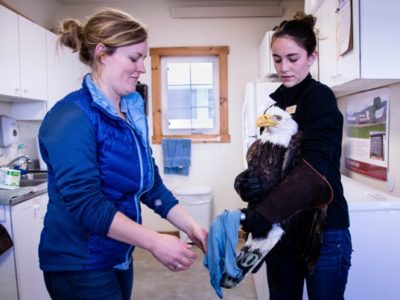 Mapping Bald Eagle Genetics to Inform Species Recoveries