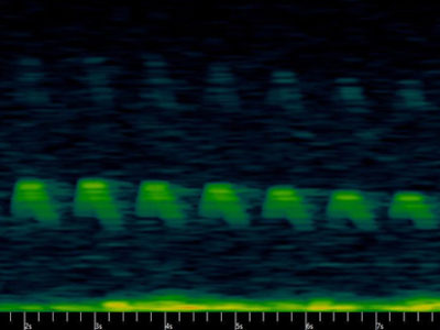 GreatGrayOwl Individual Call Analysis
