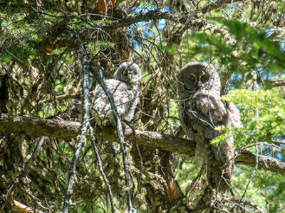 Great Gray Owl Habitat Use and Nesting Selection