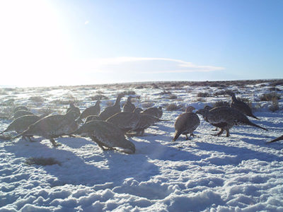 Protecting Sage-Grouse