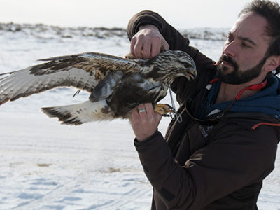 Rough-Legged Hawk Migrations and Winter Movements
