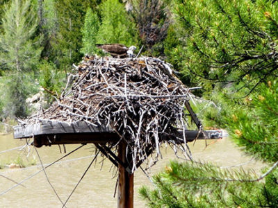 Osprey Nest Platform