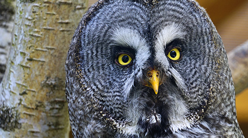 private raptor encounters and tour